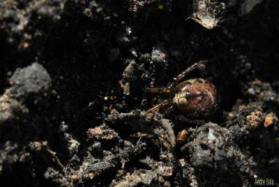  Enoplognatha mandibularis (Lucas, 1846)