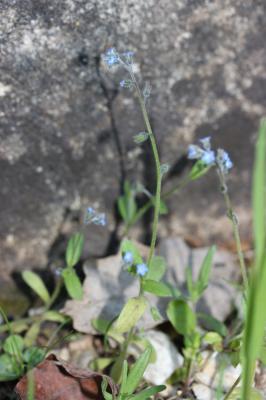 Myosotis rameux Myosotis ramosissima Rochel, 1814