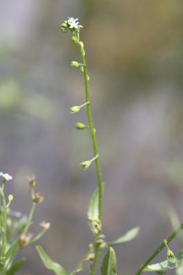 Myosotis des marais, Myosotis faux Scorpion Myosotis scorpioides L., 1753