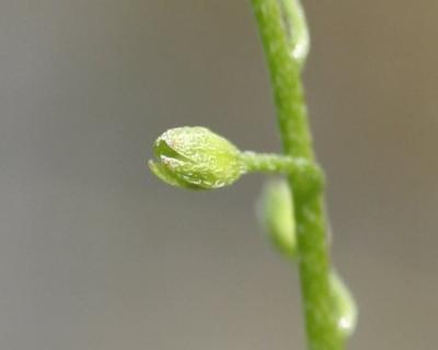 Myosotis des marais, Myosotis faux Scorpion Myosotis scorpioides L., 1753