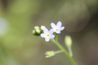 Myosotis des marais, Myosotis faux Scorpion Myosotis scorpioides L., 1753