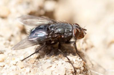  Calliphora vicina Robineau-Desvoidy, 1830