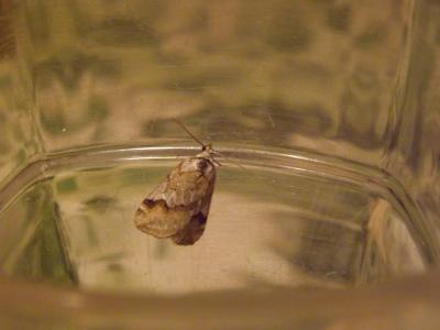 Rousse (La), Chesias oblique (La) Chesias rufata (Fabricius, 1775)