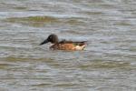 Canard souchet Spatula clypeata (Linnaeus, 1758)
