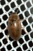  Enochrus testaceus (Fabricius, 1801)
