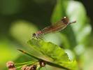 Caloptéryx hémorroïdal Calopteryx haemorrhoidalis (Vander Linden, 1825)