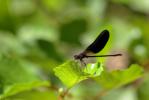 Caloptéryx hémorroïdal Calopteryx haemorrhoidalis (Vander Linden, 1825)