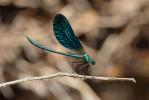 Caloptéryx vierge Calopteryx virgo (Linnaeus, 1758)