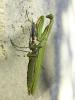 Mante religieuse Mantis religiosa (Linnaeus, 1758)