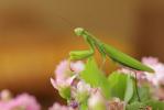 Mante religieuse Mantis religiosa (Linnaeus, 1758)