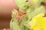  Carpocoris fuscispinus (Boheman, 1850)