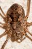  Mitopus morio (Fabricius, 1779)