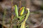 Mante religieuse Mantis religiosa (Linnaeus, 1758)