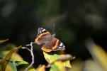 Vulcain (Le), Amiral (L'), Vanesse Vulcain (La), C Vanessa atalanta (Linnaeus, 1758)