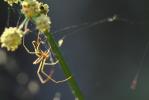 Tétragnathes Tetragnatha extensa (Linnaeus, 1758)