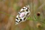Echiquier ibérique (L'), Échiquier d'Ibérie (L') Melanargia lachesis (Hübner, 1790)