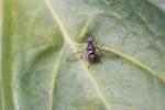  Bactrocera oleae (Rossi, 1790)