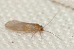  Elipsocus 