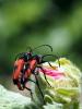  Stictoleptura cordigera (Fuessly, 1775)