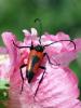  Stictoleptura cordigera (Fuessly, 1775)