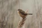 Cisticole des joncs Cisticola juncidis (Rafinesque, 1810)