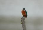 Martin-pêcheur d'Europe Alcedo atthis (Linnaeus, 1758)
