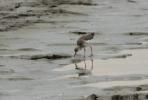 Chevalier combattant, Combattant varié Calidris pugnax (Linnaeus, 1758)