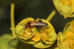 Oedemère ochracée Oedemera podagrariae (Linnaeus, 1767)