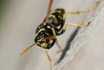 Guêpe poliste Polistes dominula (Christ, 1791)