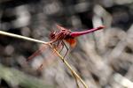 Trithémis annelé (Le) Trithemis annulata (Palisot de Beauvois, 1807)