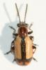  Crioceris paracenthesis (Linnaeus, 1767)