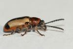  Crioceris paracenthesis (Linnaeus, 1767)