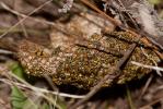  Polistes gallicus (Linnaeus, 1767)