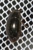  Hydrophilidae Latreille, 1802