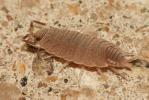  Porcellionides pruinosus (Brandt, 1833)