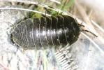  Armadillidium depressum Brandt, 1833