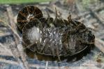  Armadillidium depressum Brandt, 1833