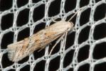  Ptocheuusa paupella (Zeller, 1847)