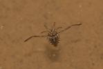  Notonecta Linnaeus, 1758