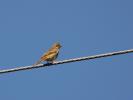 Bruant jaune Emberiza citrinella Linnaeus, 1758