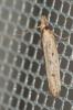  Holcopogon bubulcellus (Staudinger, 1859)