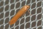  Haplochrois ochraceella (Rebel, 1903)