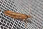 Ypsolopha ustella (Clerck, 1759)