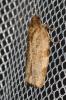  Choristoneura hebenstreitella (O.F. Müller, 1764)