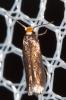  Stigmella roborella (Johansson, 1971)
