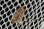  Dichomeris alacella (Zeller, 1839)
