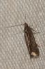  Mirificarma lentiginosella (Zeller, 1839)