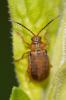 Chrysomèle de la Salicaire Galerucella calmariensis (Linnaeus, 1767)