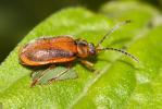Chrysomèle de la Salicaire Galerucella calmariensis (Linnaeus, 1767)