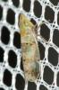  Japananus hyalinus (Osborn, 1900)